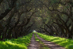 All About Chaffin Family Orchards Image